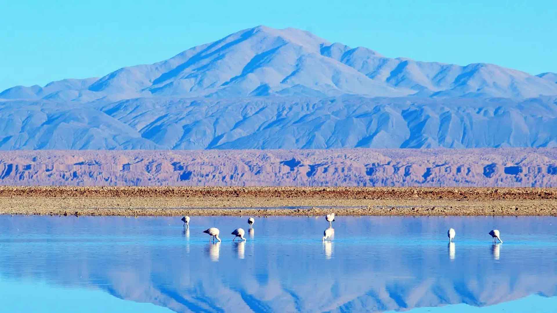 Laguna-Chaxa-Atacama-Chile